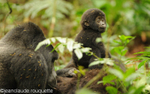 Baby mountain gorilla