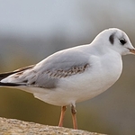 ChewLake-gull-1-10171