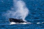 Humpback blow 0A3A6425