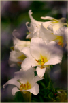 Lilium regale 'Album' 3