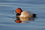Common Pochard