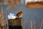 Robin