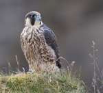 Juvenile Peregrine Falcon