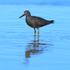 Wandering Tattler wading, Ke'e Beach, Kauai