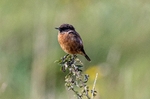 Male Stonechat
