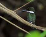 Green Kingfisher (male), Cano Negro, Costa Rica