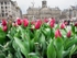 Amsterdam with tulips