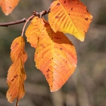 Wild Cherry (Prunus avium)