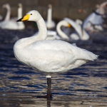 Whooper Swan (adult), Tjörnin, Reykjavik