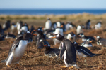 Falkland Islands portfolio