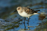 Sanderling (female, breeding plumage) on the causeway at Farmoor