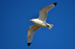 Kittiwake
