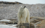 Very hungry polar bear.
