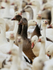 Snow Goose (juvenile dark morph), Bosque del Apache, New Mexico