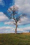 TheTree2007Layer12