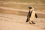 African Penguin on Boulders Beach, South Africa
