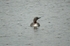 Red-throated Diver