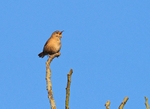 Wren