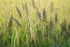06 Rice with Black Grass
