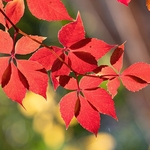 Virginia creeper (Parthenocissus quinquefolia) - Podere Montecucco autumn colour in the garden