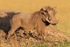 Warthog caked in mud