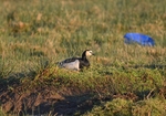 Barnacle Goose