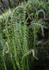 Quinault Fiddleheads