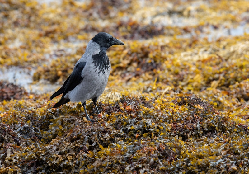 Hooded Crow - Isle of Mull - Scotland