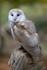Barn Owl-5