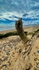 Drift wood ~ Suffolk Beach 2