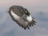 Jackal Buzzard pose