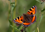 Small Tortoiseshell