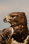 Martial eagle Polemaetus bellicosus-072