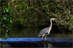 Gone Fishing