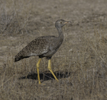 Northern Black Korhaan, female