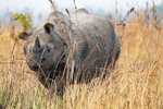 A gentle rhinoceros