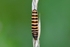 Cinnabar caterpillar