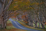 Beech Tree Avenue