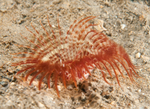 Acromegalomma vesiculosum