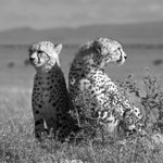 Cheetah Pair