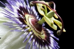 Passion Flower