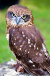 Owl -  4937