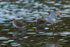 Spotted Redshank flapping its wings in the lagoon on Brownsea Island