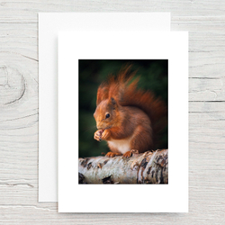 Red Squirrel