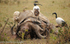Sacred ibis on a dead buffalo.