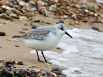 Sanderling