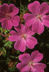 Bloody Cranesbill (2)