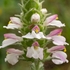 Bellardia (Bellardia trixago)  exists in two colour forms...that illustrat