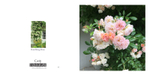 040 Rambling Roses
