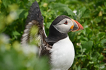 Puffin